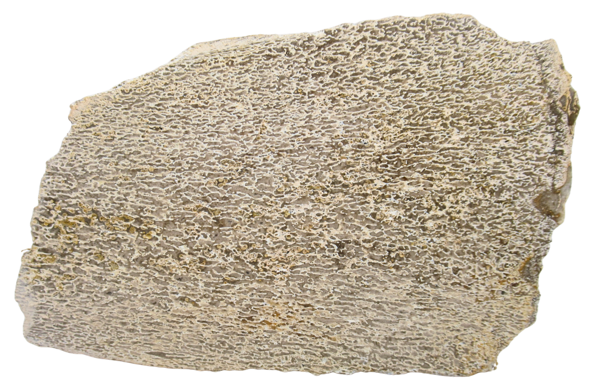 Dinosaur Bone Slab For Sale Genuine Fossil Dinosaur Bone 112a | Fossils for Sale Dinosaur Bone Slab For Sale Genuine Fossil Dinosaur Bone 112a