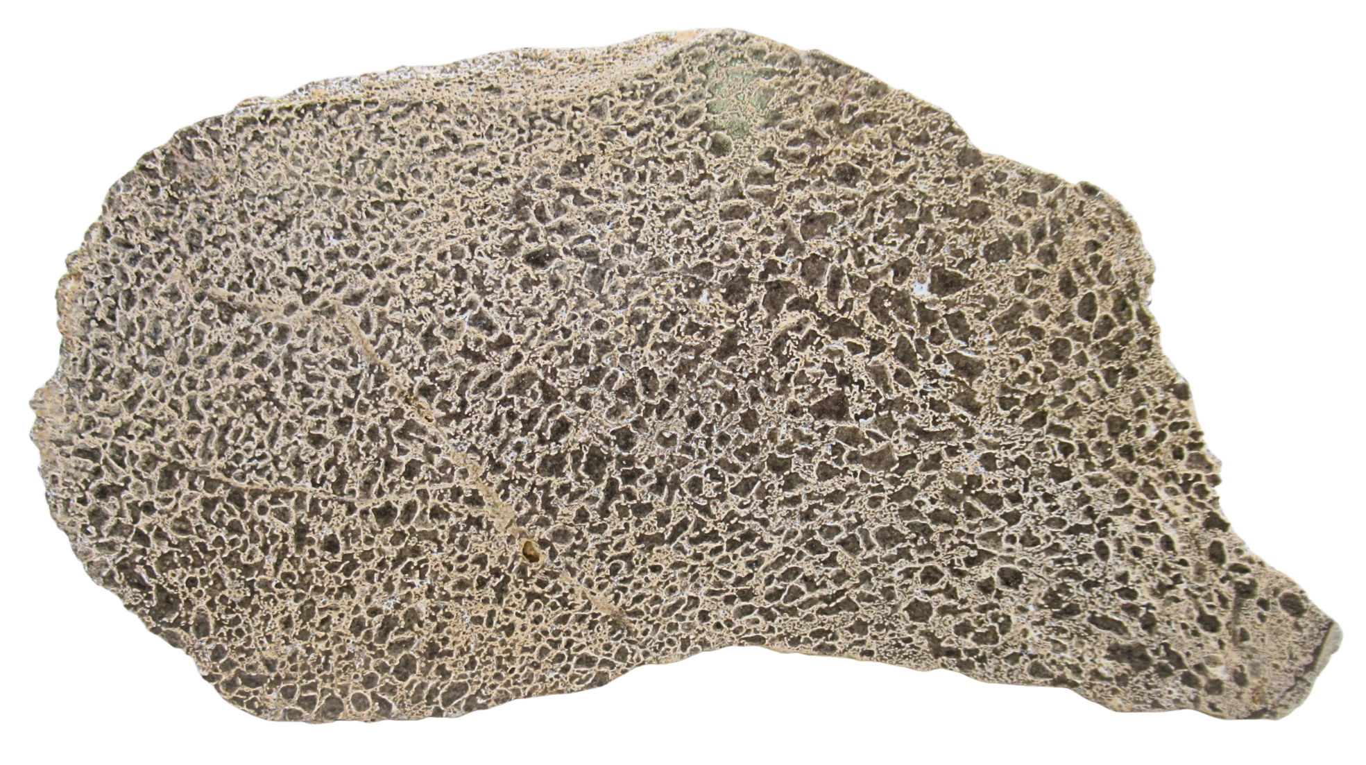 Dinosaur Bone Slab For Sale Genuine Fossil Dinosaur Bone 113 | Fossils for Sale Dinosaur Bone Slab For Sale Genuine Fossil Dinosaur Bone 113