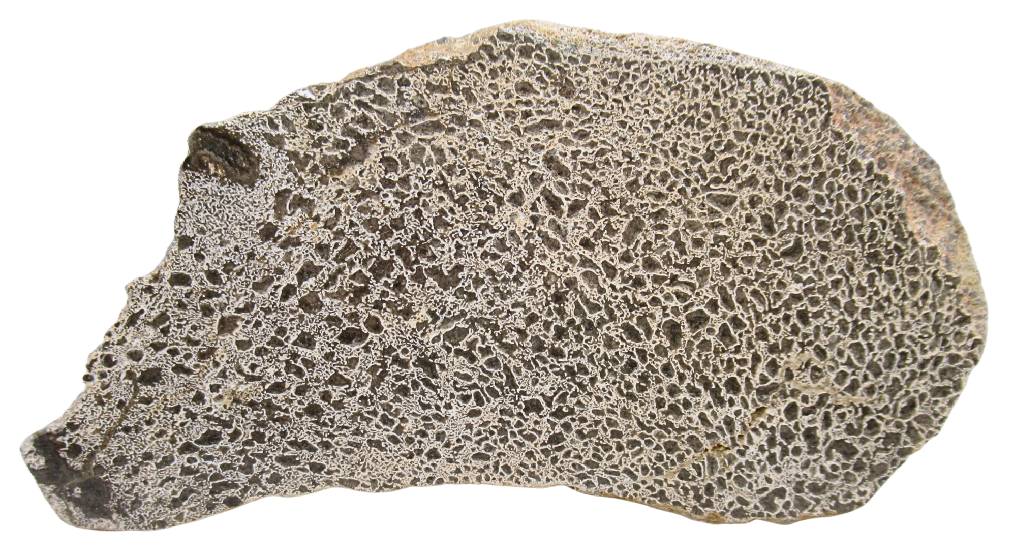 Dinosaur Bone Slab For Sale Genuine Fossil Dinosaur Bone 113a | Fossils for Sale Dinosaur Bone Slab For Sale Genuine Fossil Dinosaur Bone 113a