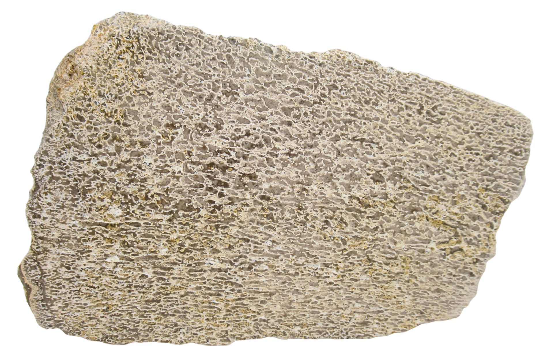Dinosaur Bone Slab For Sale Genuine Fossil Dinosaur Bone 116 | Fossils for Sale Dinosaur Bone Slab For Sale Genuine Fossil Dinosaur Bone 116