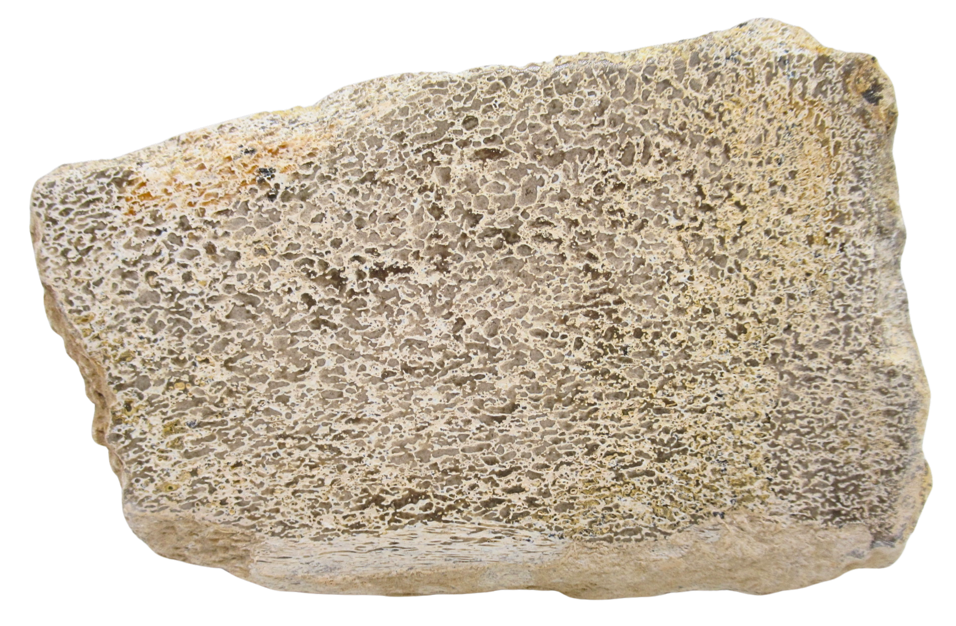 Dinosaur Bone Slab For Sale Genuine Fossil Dinosaur Bone 116a | Fossils for Sale Dinosaur Bone Slab For Sale Genuine Fossil Dinosaur Bone 116a