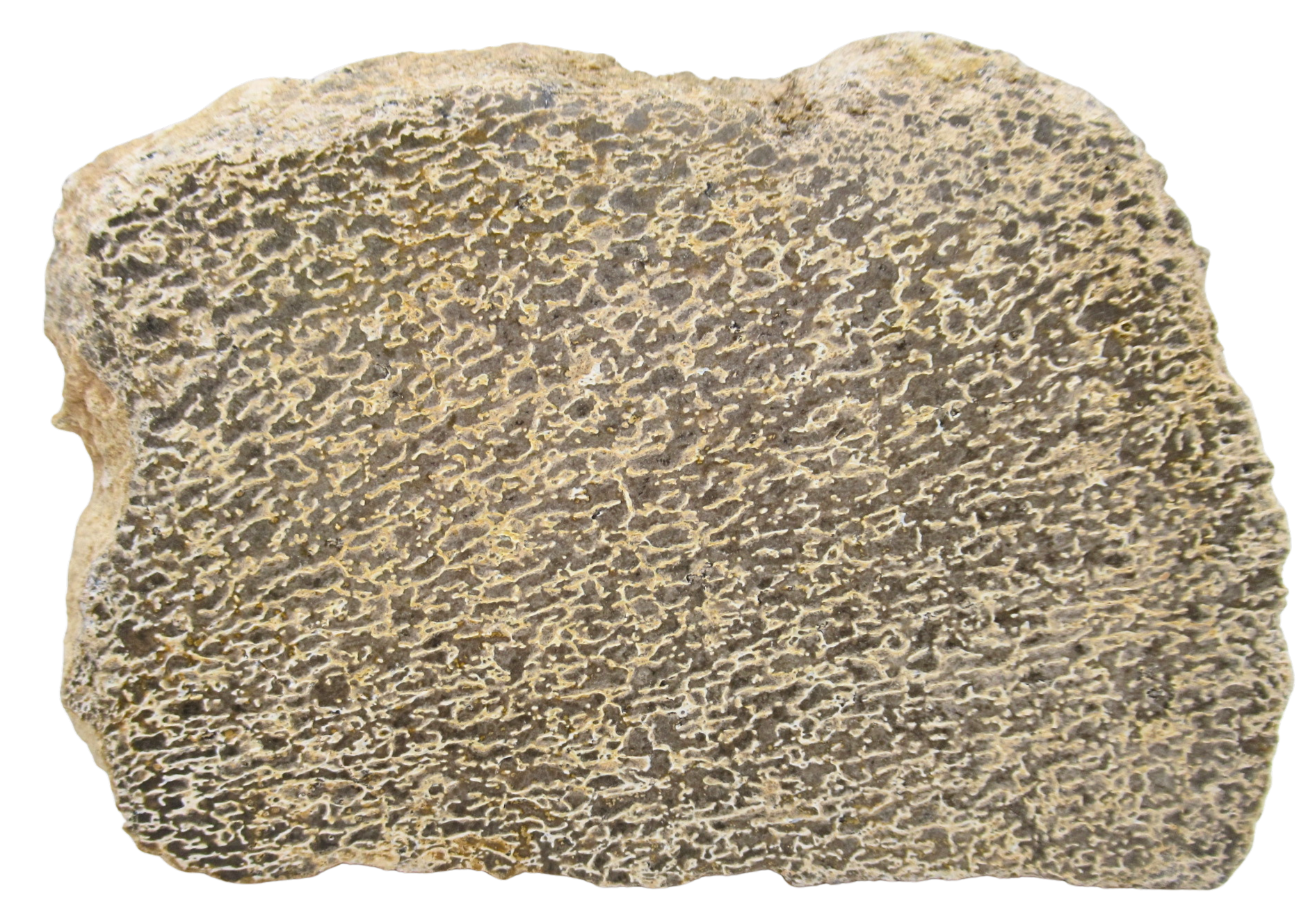 Dinosaur Bone Slab For Sale Genuine Fossil Dinosaur Bone 117 | Fossils for Sale Dinosaur Bone Slab For Sale Genuine Fossil Dinosaur Bone 117