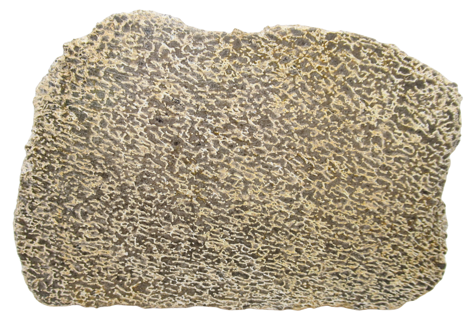 Dinosaur Bone Slab For Sale Genuine Fossil Dinosaur Bone 117a | Fossils for Sale Dinosaur Bone Slab For Sale Genuine Fossil Dinosaur Bone 117a