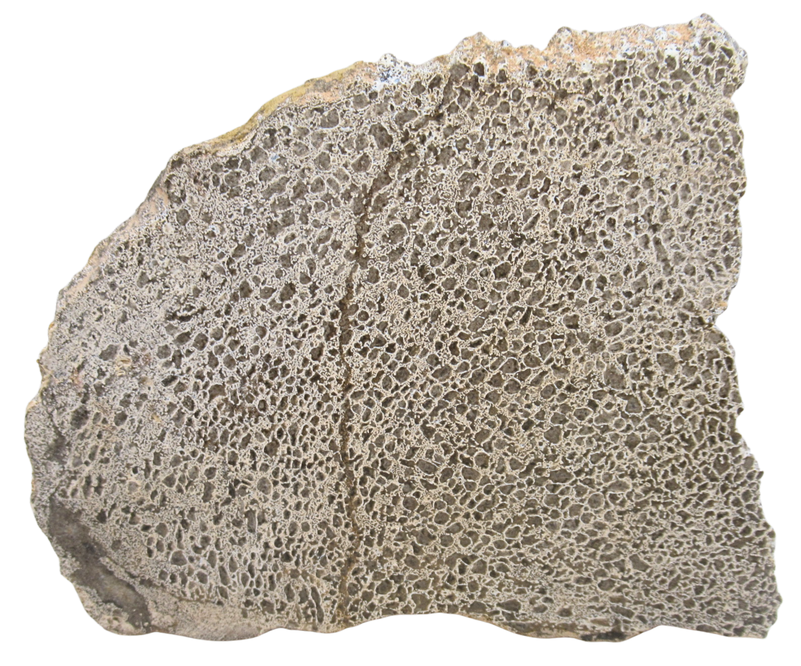 Dinosaur Bone Slab For Sale Genuine Fossil Dinosaur Bone 118 | Fossils for Sale Dinosaur Bone Slab For Sale Genuine Fossil Dinosaur Bone 118