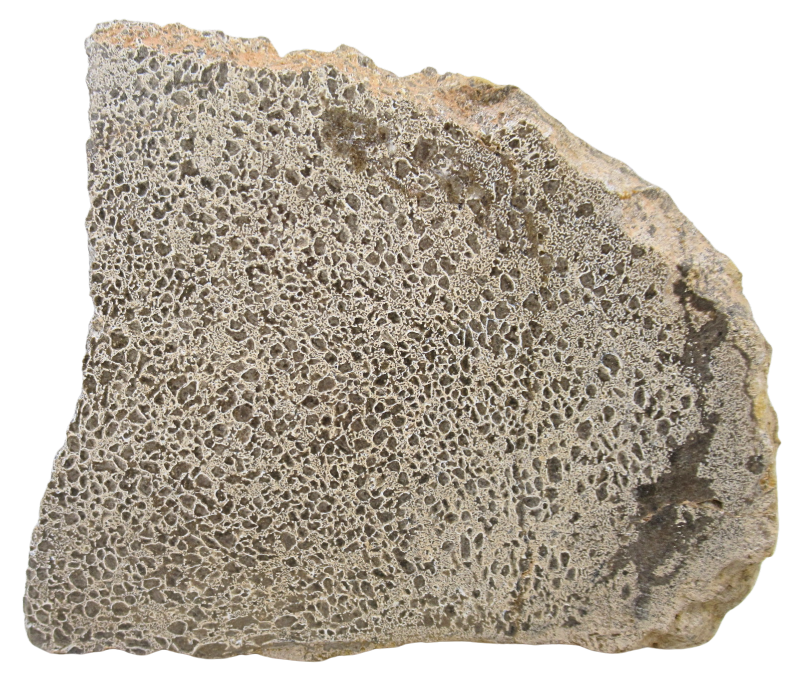 Dinosaur Bone Slab For Sale Genuine Fossil Dinosaur Bone 118a | Fossils for Sale Dinosaur Bone Slab For Sale Genuine Fossil Dinosaur Bone 118a