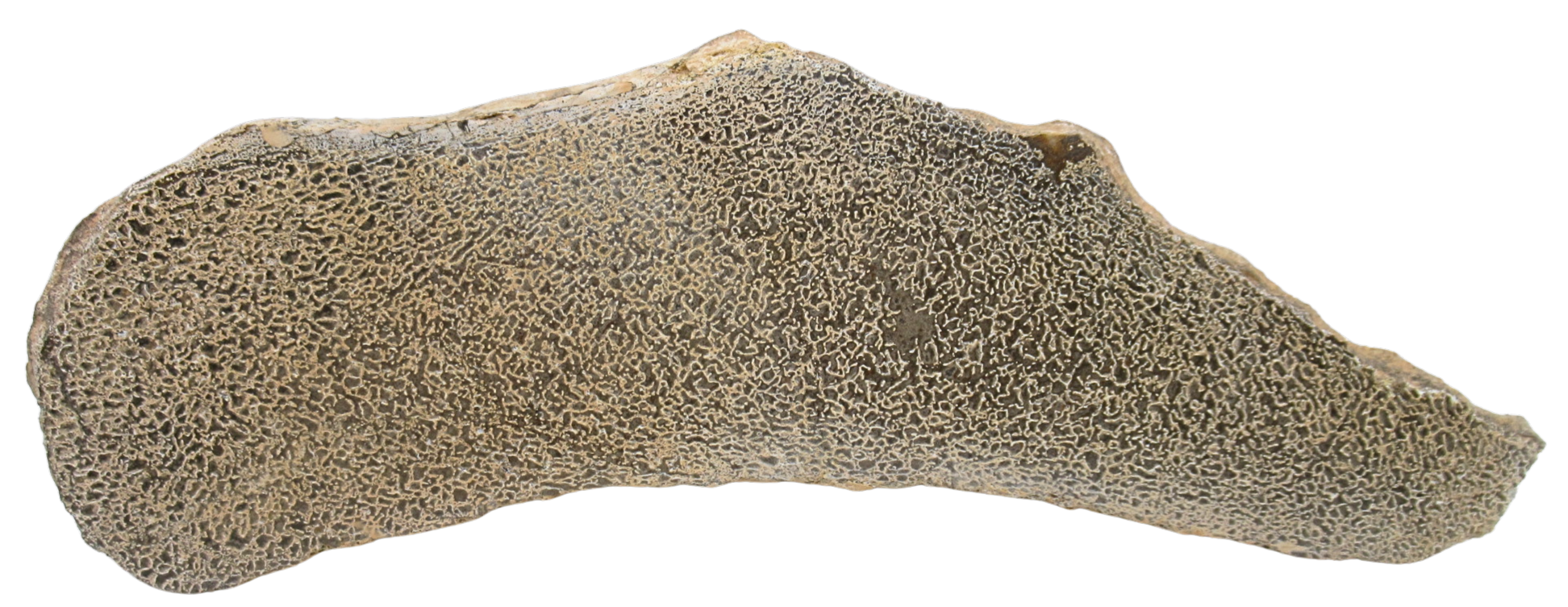 Dinosaur Bone Slab For Sale Genuine Fossil Dinosaur Bone 120 | Fossils for Sale Dinosaur Bone Slab For Sale Genuine Fossil Dinosaur Bone 120