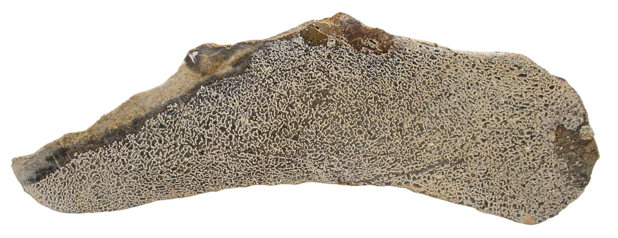 Dinosaur Bone Slab For Sale Genuine Fossil Dinosaur Bone 120a | Fossils for Sale Dinosaur Bone Slab For Sale Genuine Fossil Dinosaur Bone 120a