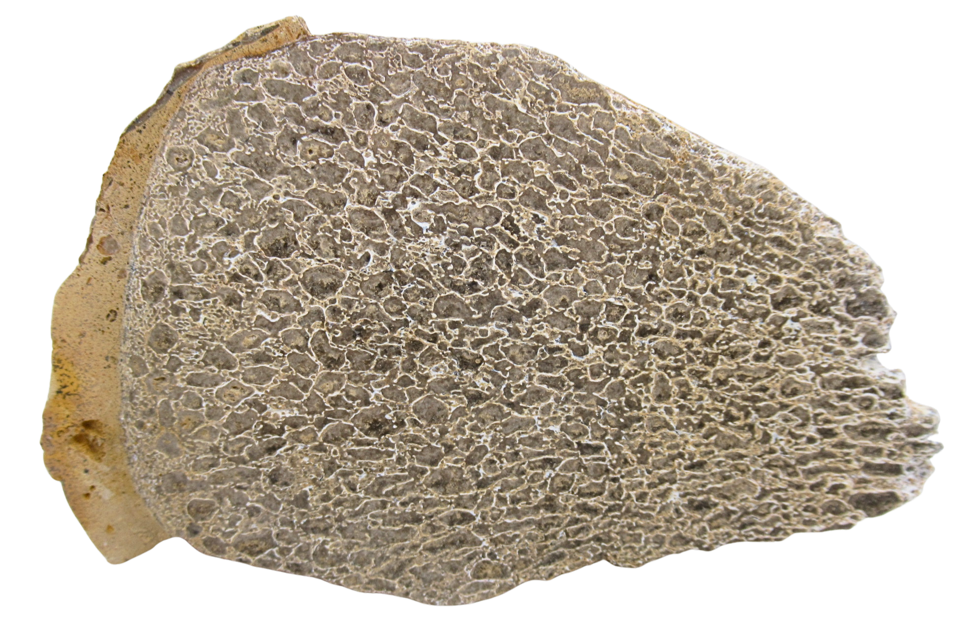 Dinosaur Bone Slab For Sale Genuine Fossil Dinosaur Bone 121 | Fossils for Sale Dinosaur Bone Slab For Sale Genuine Fossil Dinosaur Bone 121