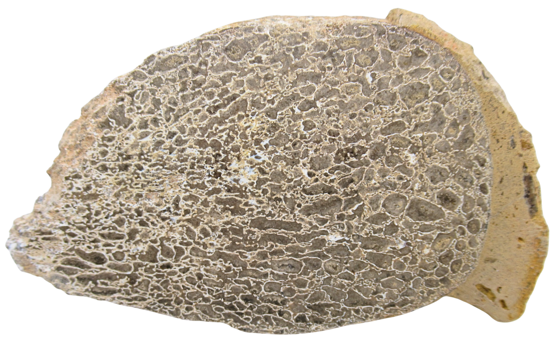 Dinosaur Bone Slab For Sale Genuine Fossil Dinosaur Bone 121a | Fossils for Sale Dinosaur Bone Slab For Sale Genuine Fossil Dinosaur Bone 121a