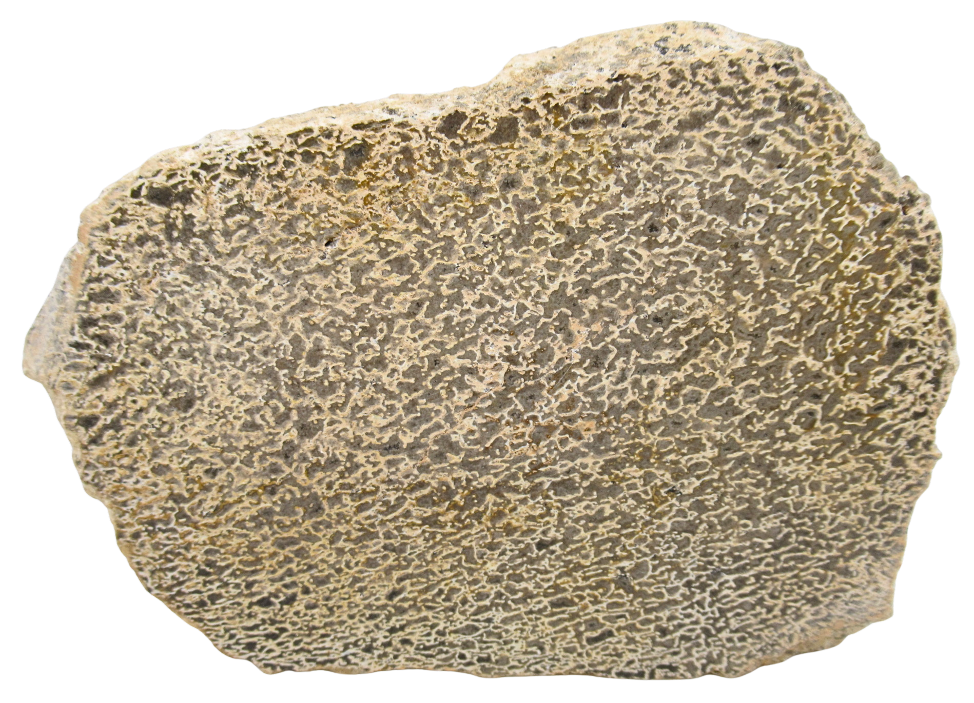 Dinosaur Bone Slab For Sale Genuine Fossil Dinosaur Bone 122 | Fossils for Sale Dinosaur Bone Slab For Sale Genuine Fossil Dinosaur Bone 122
