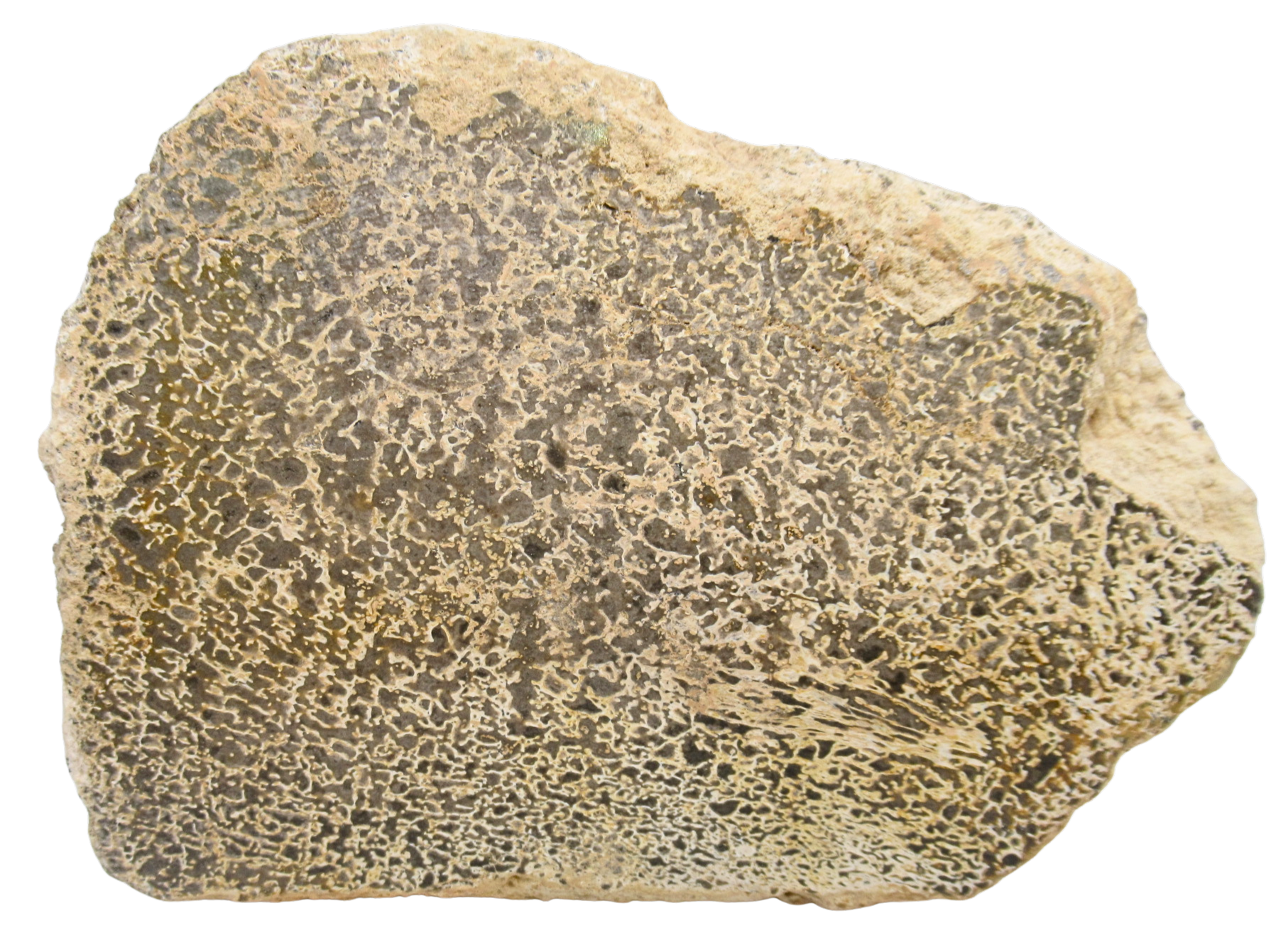 Dinosaur Bone Slab For Sale Genuine Fossil Dinosaur Bone 122a | Fossils for Sale Dinosaur Bone Slab For Sale Genuine Fossil Dinosaur Bone 122a