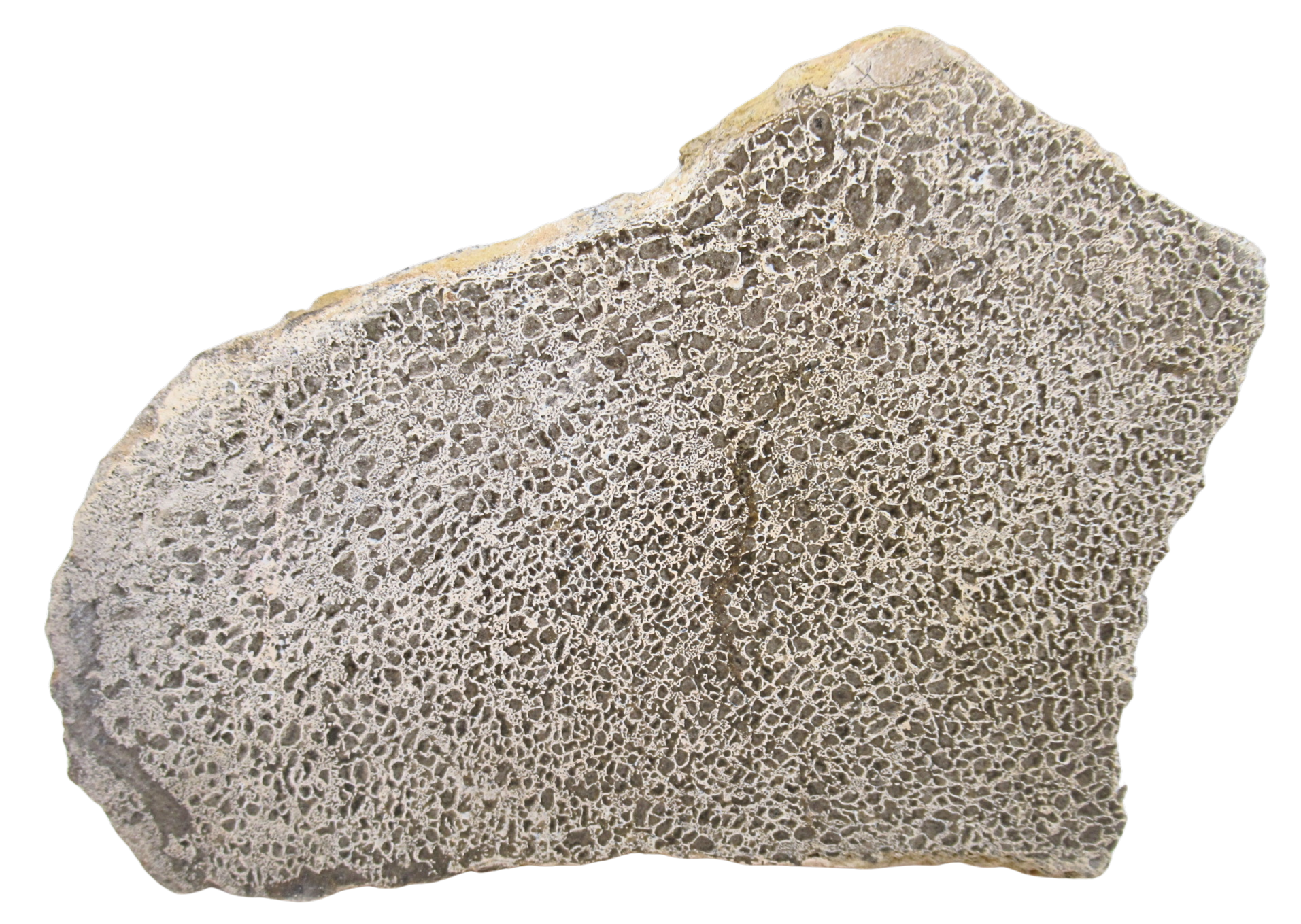 Dinosaur Bone Slab For Sale Genuine Fossil Dinosaur Bone 123 | Fossils for Sale Dinosaur Bone Slab For Sale Genuine Fossil Dinosaur Bone 123