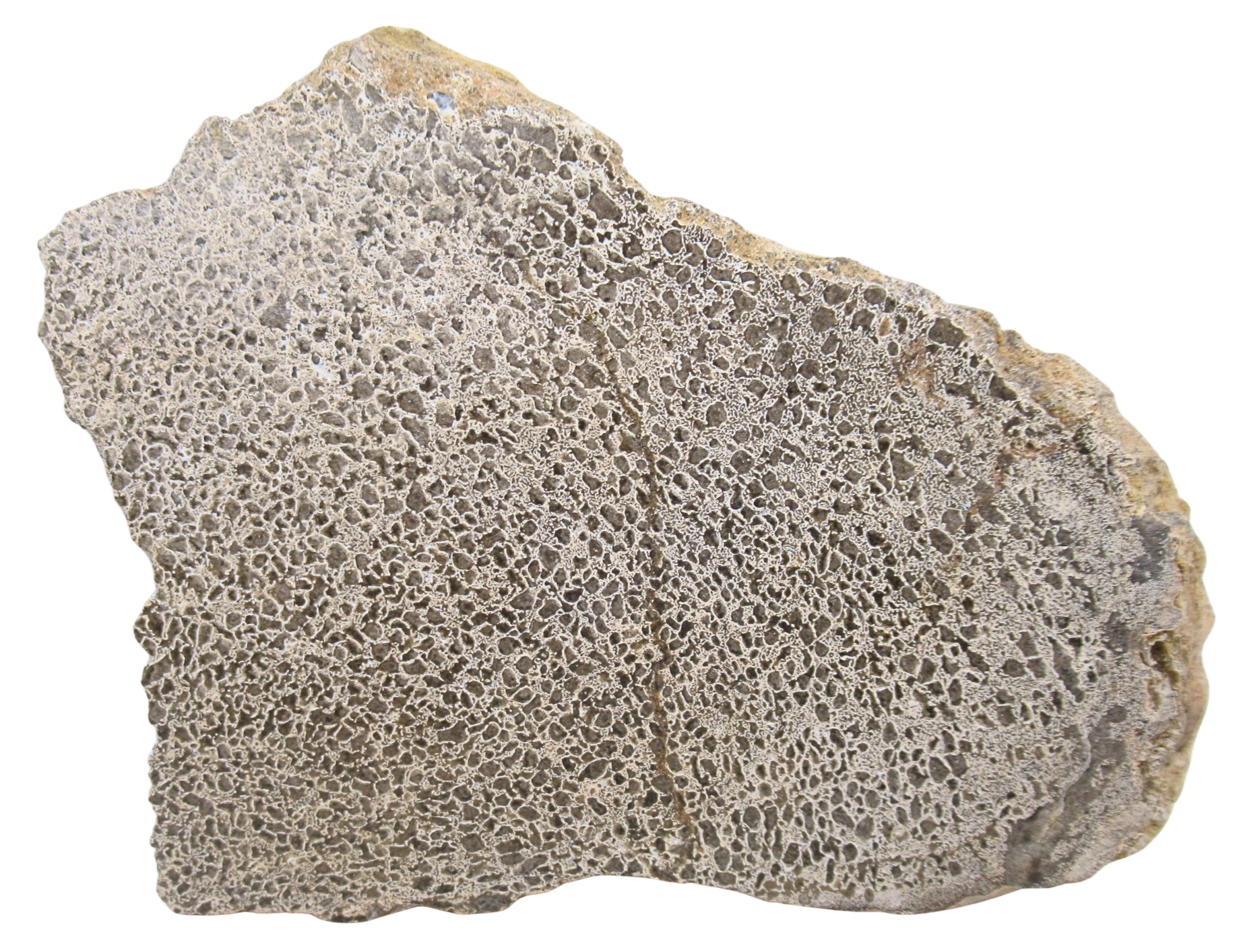 Dinosaur Bone Slab For Sale Genuine Fossil Dinosaur Bone 123a | Fossils for Sale Dinosaur Bone Slab For Sale Genuine Fossil Dinosaur Bone 123a