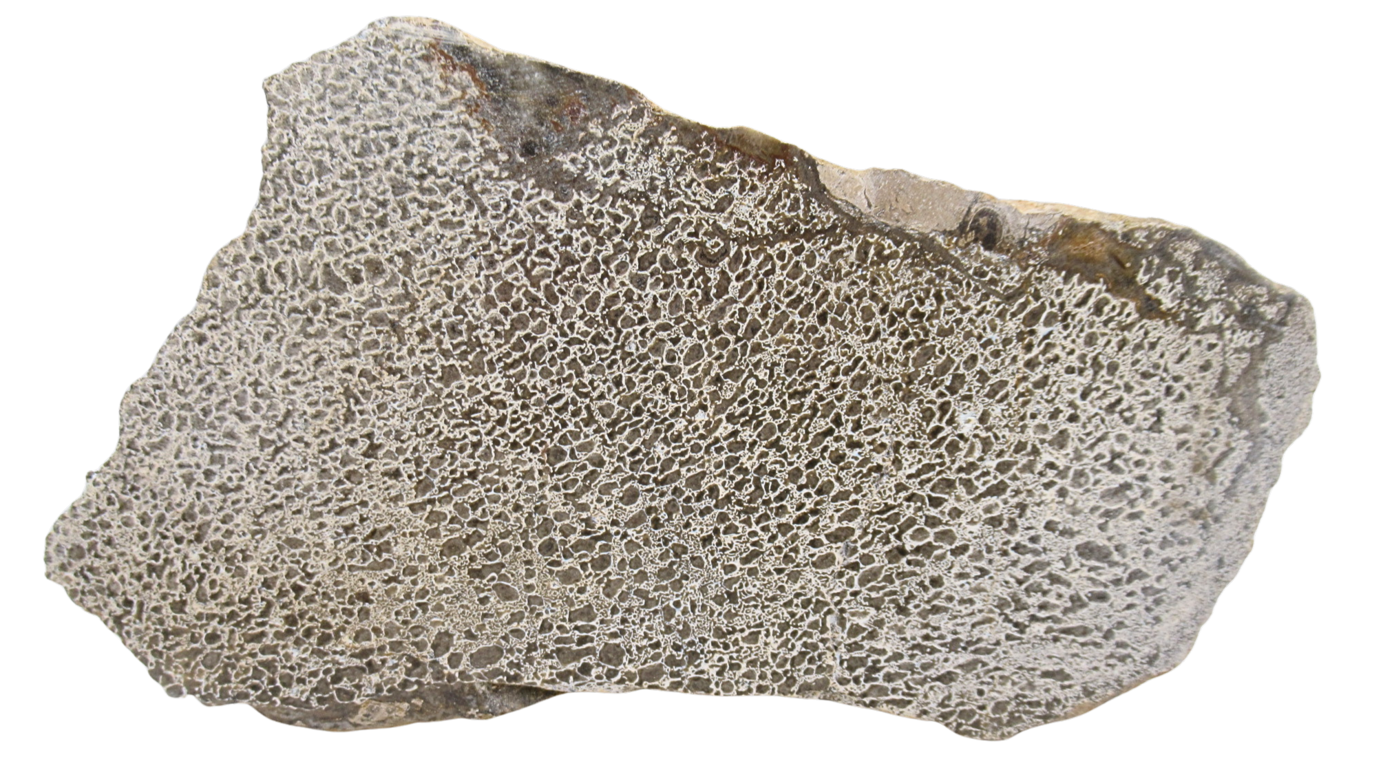 Dinosaur Bone Slab For Sale Genuine Fossil Dinosaur Bone 125a | Fossils for Sale Dinosaur Bone Slab For Sale Genuine Fossil Dinosaur Bone 125a