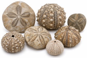 Echinoids | Fossils for Sale Echinoid Fossils For Sale