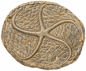 Edrioasteroid | Fossils for Sale Edrioasteroid Fossils For Sale