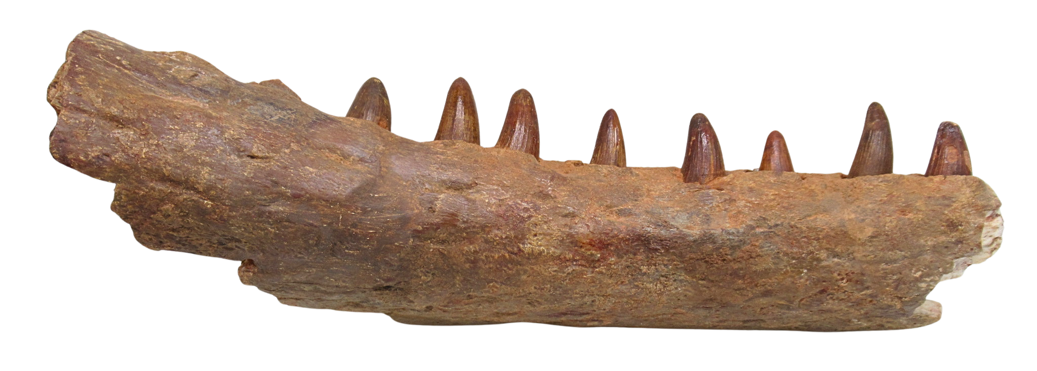 Elosuchus Crocodile Fossil For Sale Genuine Cretaceous Fossils 2 | Fossils for Sale Elosuchus Crocodile Fossil For Sale Genuine Cretaceous Fossils 2