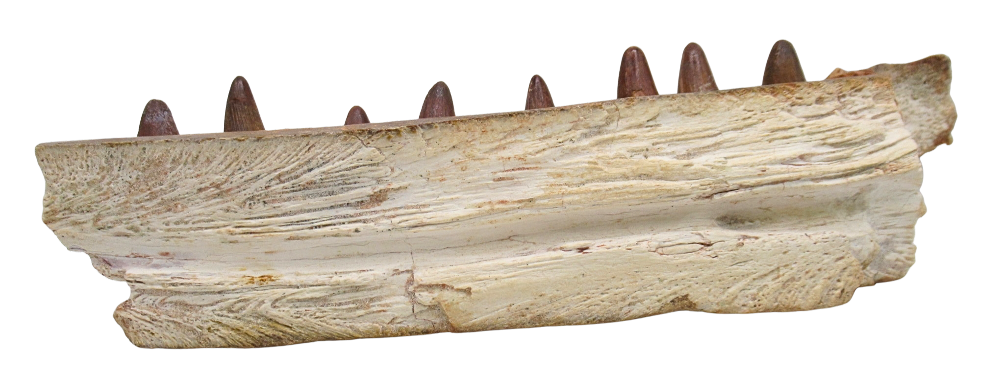 Elosuchus Crocodile Fossil For Sale Genuine Cretaceous Fossils 2a | Fossils for Sale Elosuchus Crocodile Fossil For Sale Genuine Cretaceous Fossils 2a