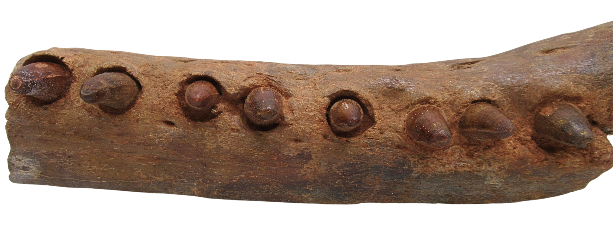 Elosuchus Crocodile Fossil For Sale Genuine Cretaceous Fossils 2b | Fossils for Sale Elosuchus Crocodile Fossil For Sale Genuine Cretaceous Fossils 2b