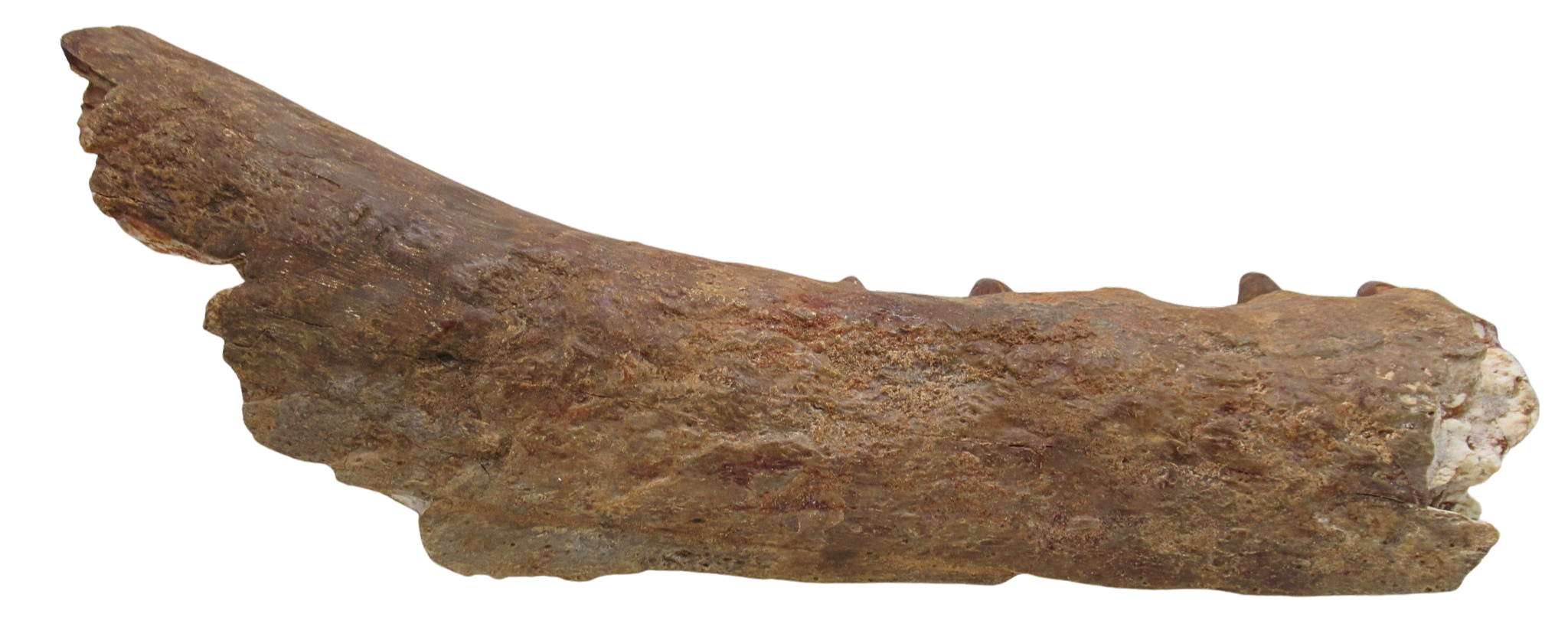 Elosuchus Crocodile Fossil For Sale Genuine Cretaceous Fossils 2c | Fossils for Sale Elosuchus Crocodile Fossil For Sale Genuine Cretaceous Fossils 2c