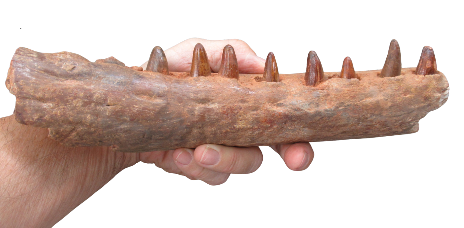 Elosuchus Crocodile Fossil For Sale Genuine Cretaceous Fossils 2d | Fossils for Sale Elosuchus Crocodile Fossil For Sale Genuine Cretaceous Fossils 2d