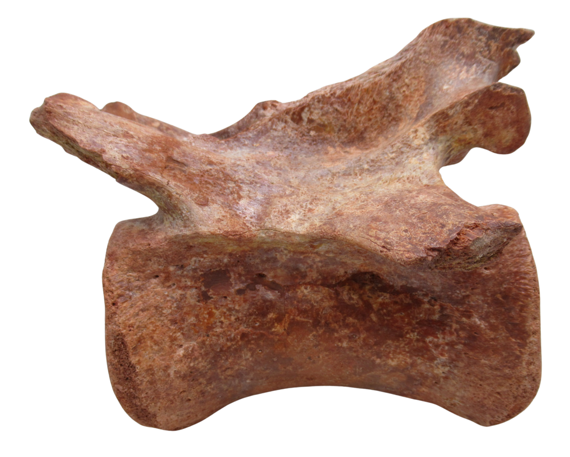 Elosuchus Crocodile Fossil For Sale Genuine Cretaceous Fossils 3 | Fossils for Sale Elosuchus Crocodile Fossil For Sale Genuine Cretaceous Fossils 3