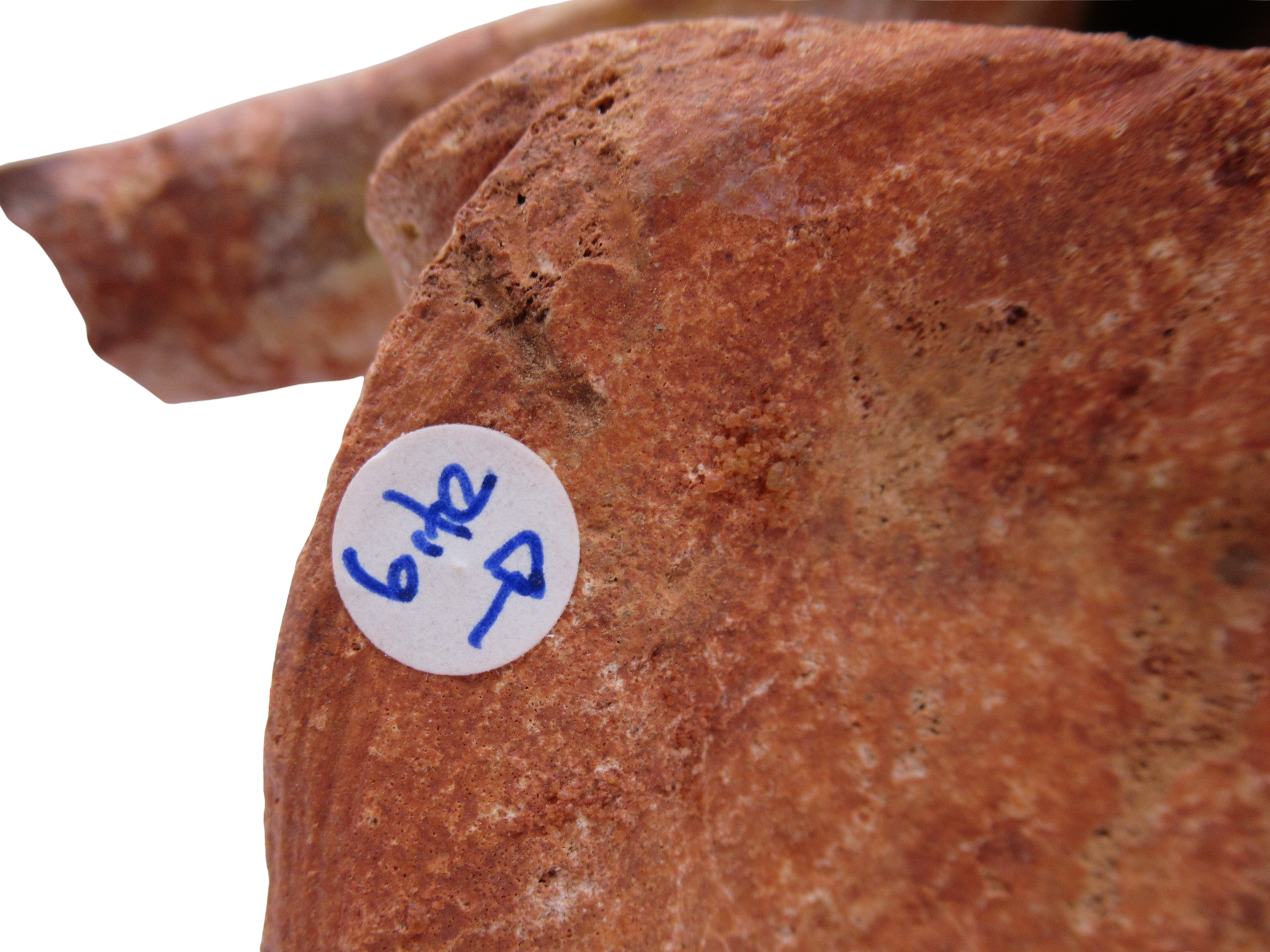 Elosuchus Crocodile Fossil For Sale Genuine Cretaceous Fossils 3c | Fossils for Sale Elosuchus Crocodile Fossil For Sale Genuine Cretaceous Fossils 3c
