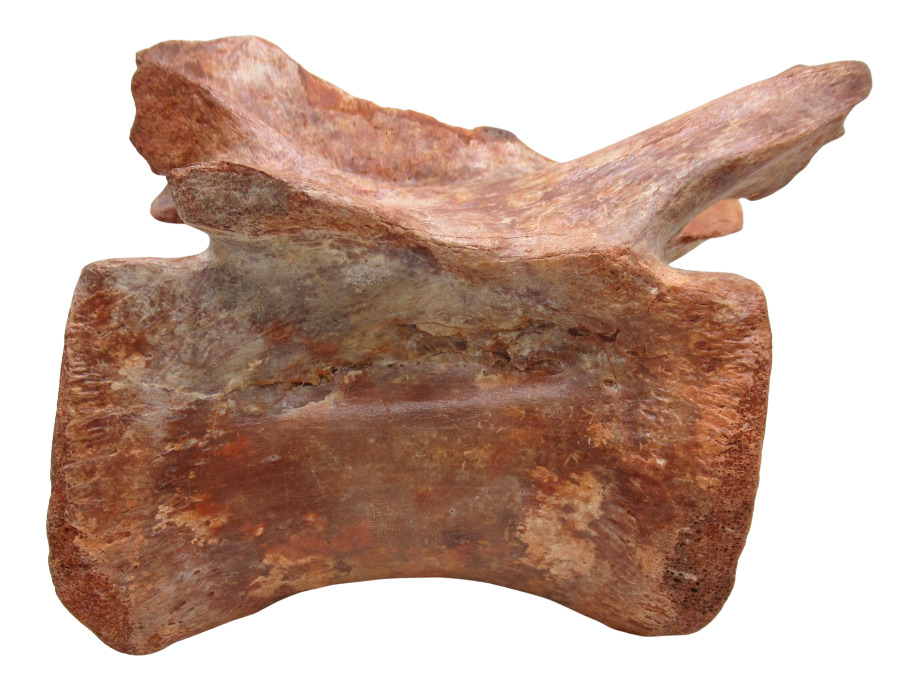 Elosuchus Crocodile Fossil For Sale Genuine Cretaceous Fossils 3d | Fossils for Sale Elosuchus Crocodile Fossil For Sale Genuine Cretaceous Fossils 3d