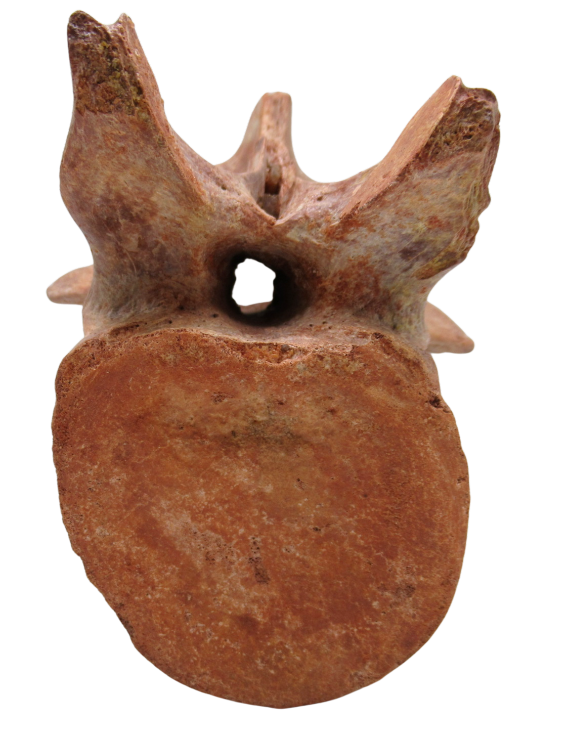 Elosuchus Crocodile Fossil For Sale Genuine Cretaceous Fossils 3e | Fossils for Sale Elosuchus Crocodile Fossil For Sale Genuine Cretaceous Fossils 3e