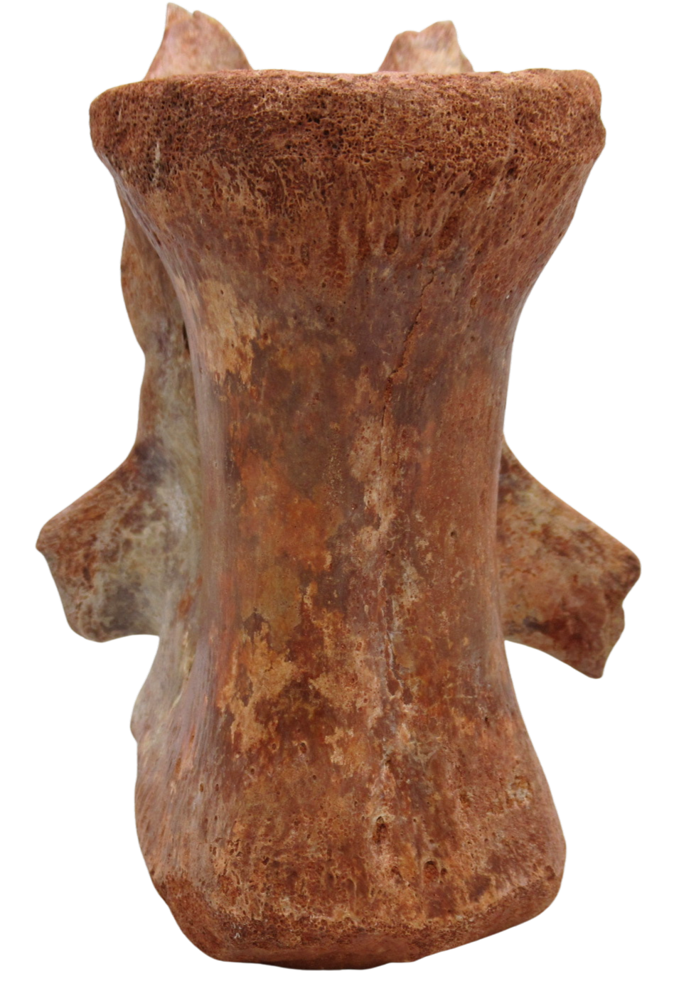 Elosuchus Crocodile Fossil For Sale Genuine Cretaceous Fossils 3f | Fossils for Sale Elosuchus Crocodile Fossil For Sale Genuine Cretaceous Fossils 3f