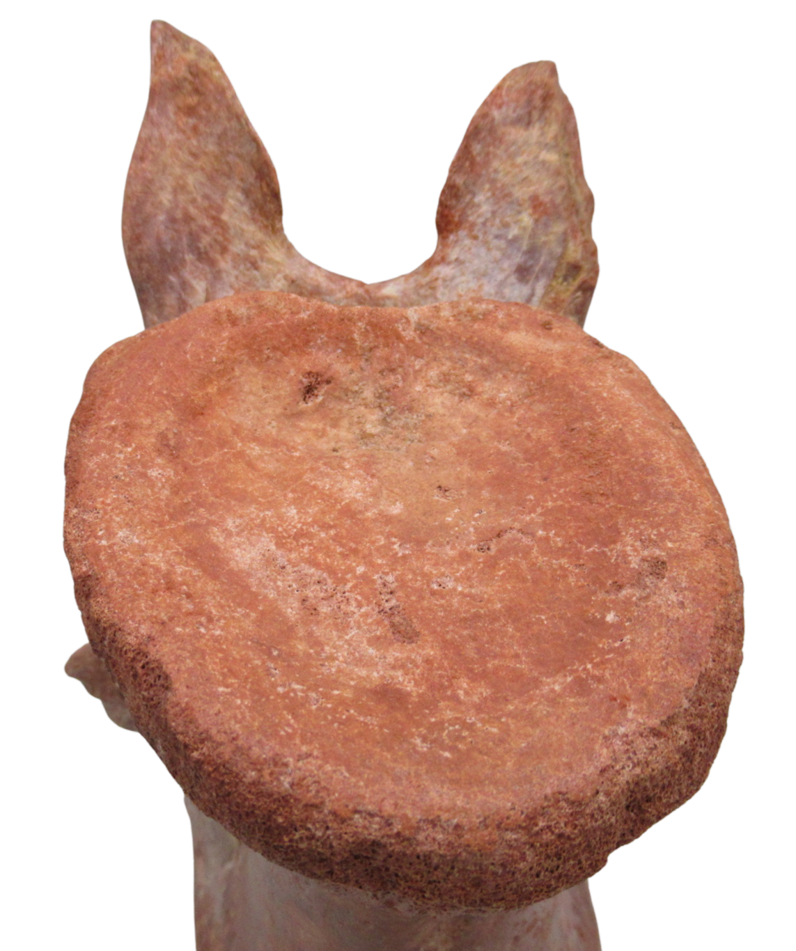 Elosuchus Crocodile Fossil For Sale Genuine Cretaceous Fossils 3g | Fossils for Sale Elosuchus Crocodile Fossil For Sale Genuine Cretaceous Fossils 3g