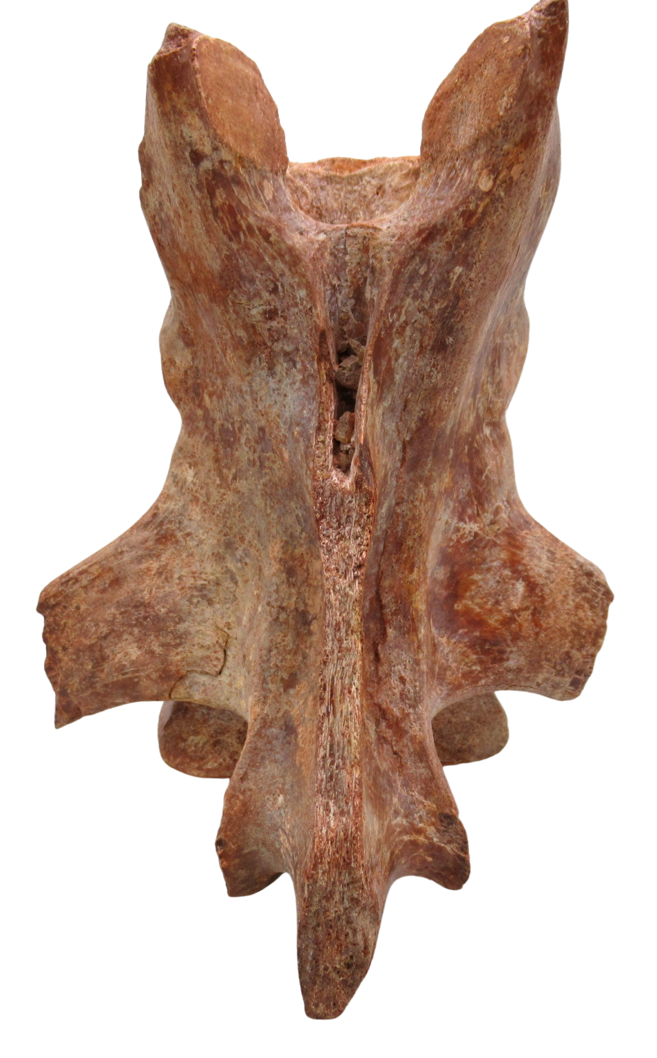 Elosuchus Crocodile Fossil For Sale Genuine Cretaceous Fossils 3h | Fossils for Sale Elosuchus Crocodile Fossil For Sale Genuine Cretaceous Fossils 3h