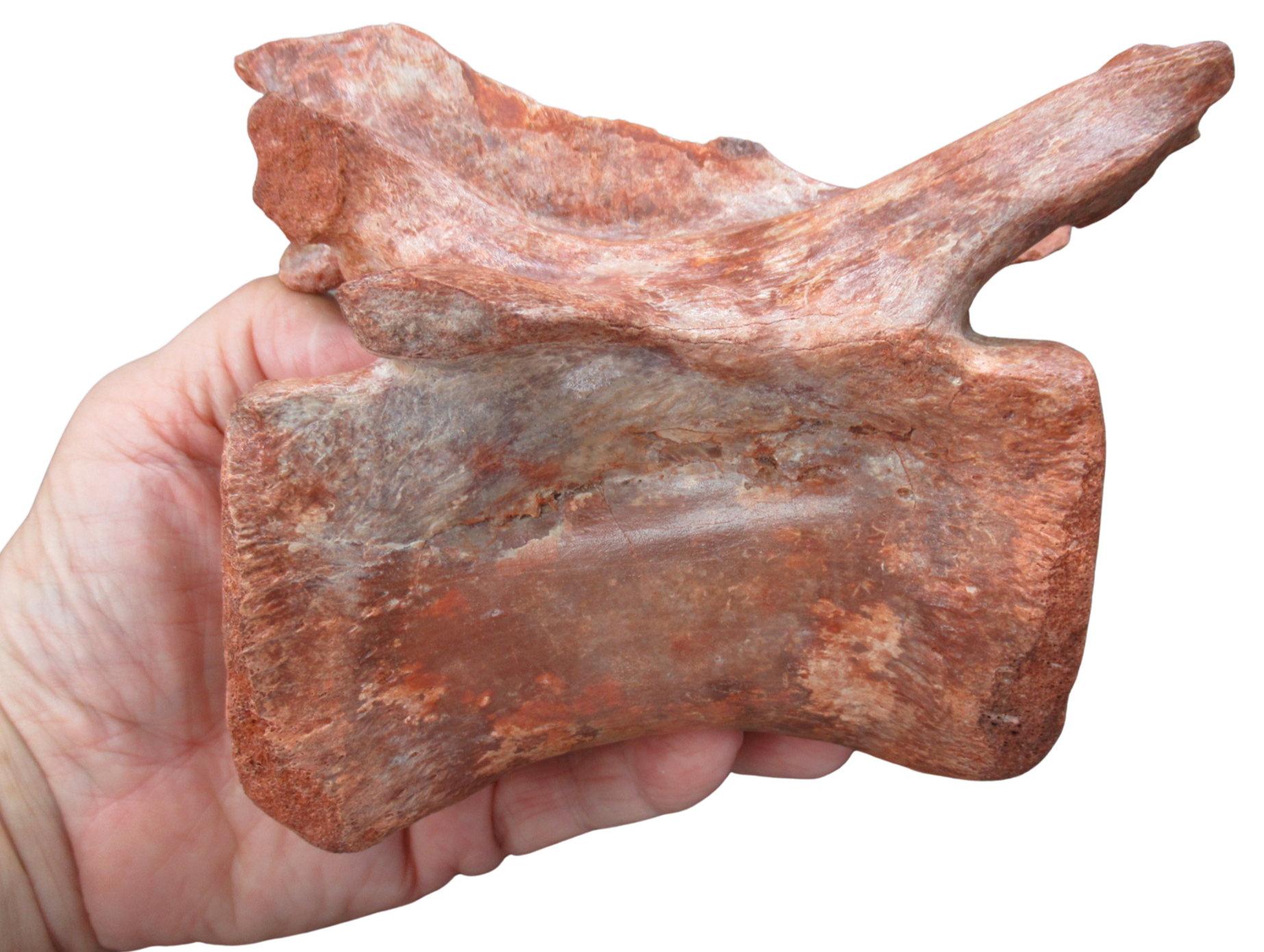 Elosuchus Crocodile Fossil For Sale Genuine Cretaceous Fossils 3i | Fossils for Sale Elosuchus Crocodile Fossil For Sale Genuine Cretaceous Fossils 3i