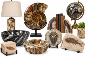 Fossil Home Decor | Fossils for Sale Fossil Home Decor For Sale