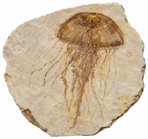 Fossil Jellyfish | Fossils for Sale Jellyfish Fossils For Sale