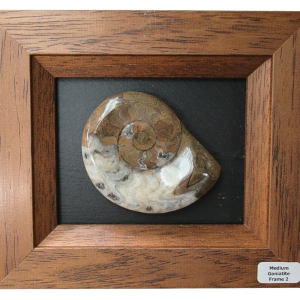 Goniatite Morocco Fossils For Sale Genuine Moroccan Fossils Medium Frame 2