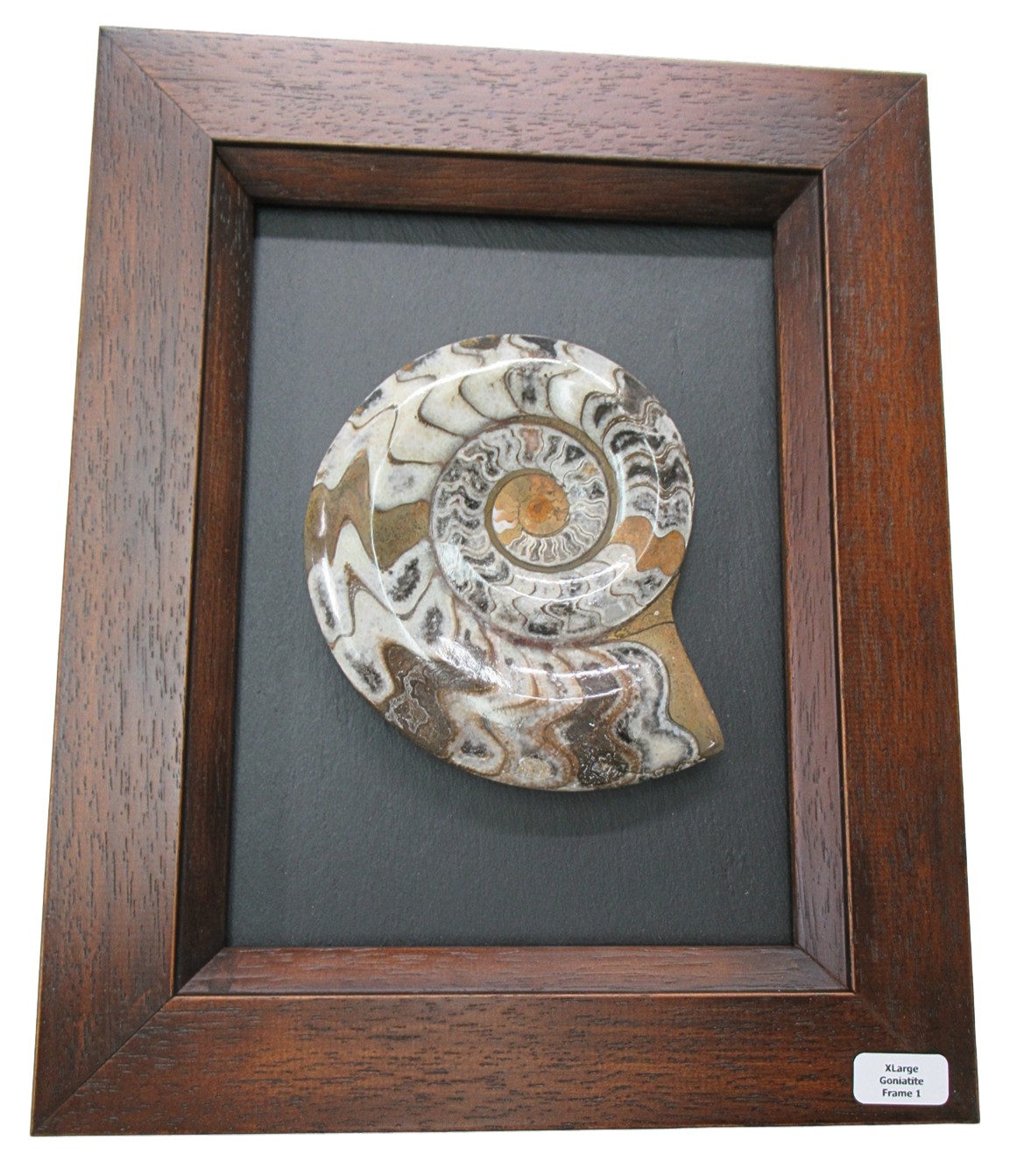 Goniatite Morocco Fossils For Sale Genuine Moroccan Fossils XLarge Frame 1 | Fossils for Sale Goniatite Morocco Fossils For Sale Genuine Moroccan Fossils XLarge Frame 1