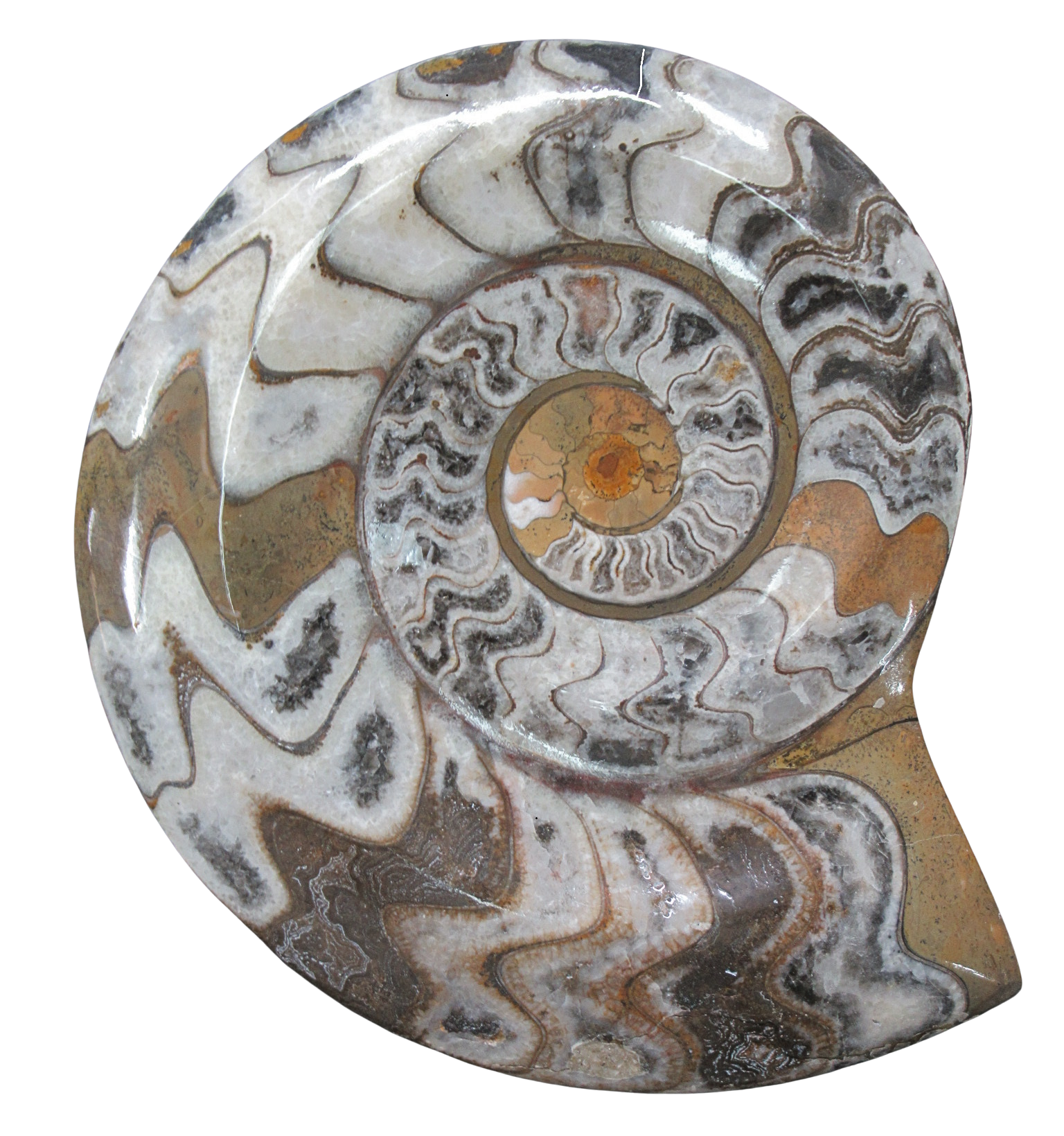 Goniatite Morocco Fossils For Sale Genuine Moroccan Fossils XLarge Frame 1b | Fossils for Sale Goniatite Morocco Fossils For Sale Genuine Moroccan Fossils XLarge Frame 1b