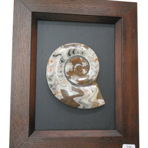Goniatite Morocco Fossils For Sale Genuine Moroccan Fossils XLarge Frame 3