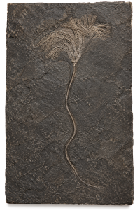 Holzmaden Crinoid | Fossils for Sale Holzmaden Fossils For Sale