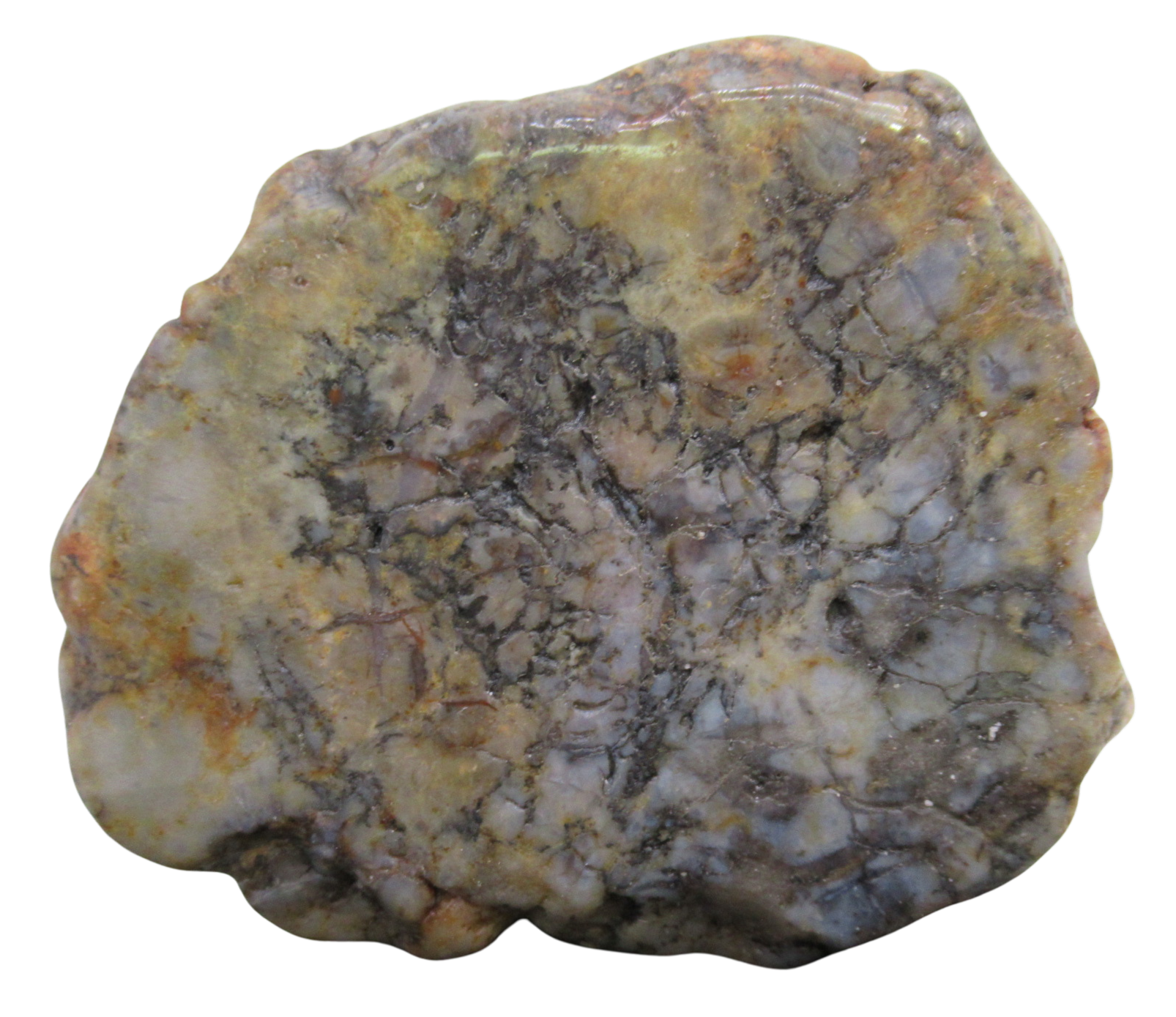 Jurassic Dinosaur Coprolite For Sale Genuine Fossil Dino Poop 120a | Fossils for Sale Jurassic Dinosaur Coprolite For Sale Genuine Fossil Dino Poop 120a