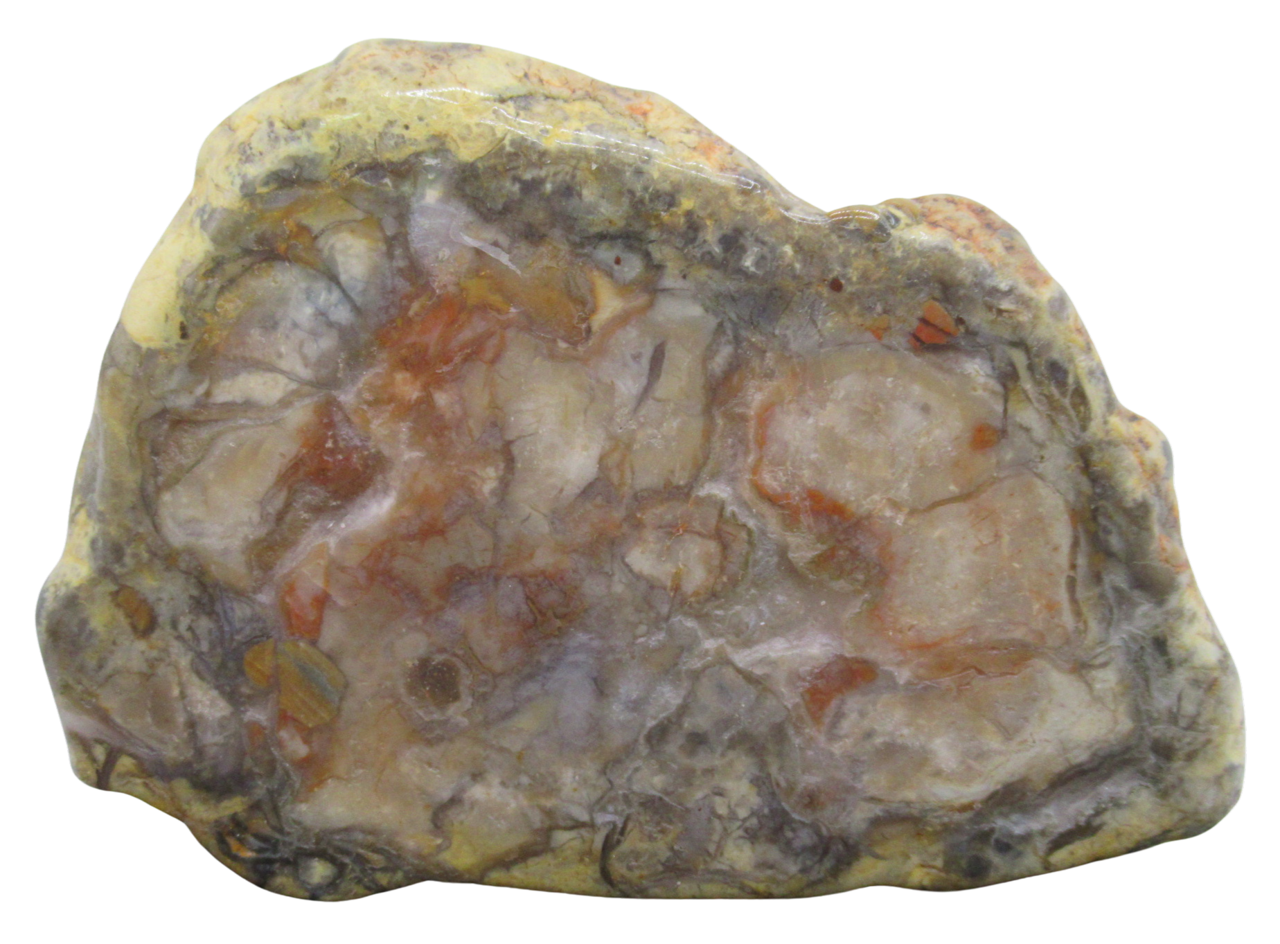 Jurassic Dinosaur Coprolite For Sale Genuine Fossil Dino Poop 121 | Fossils for Sale Jurassic Dinosaur Coprolite For Sale Genuine Fossil Dino Poop 121