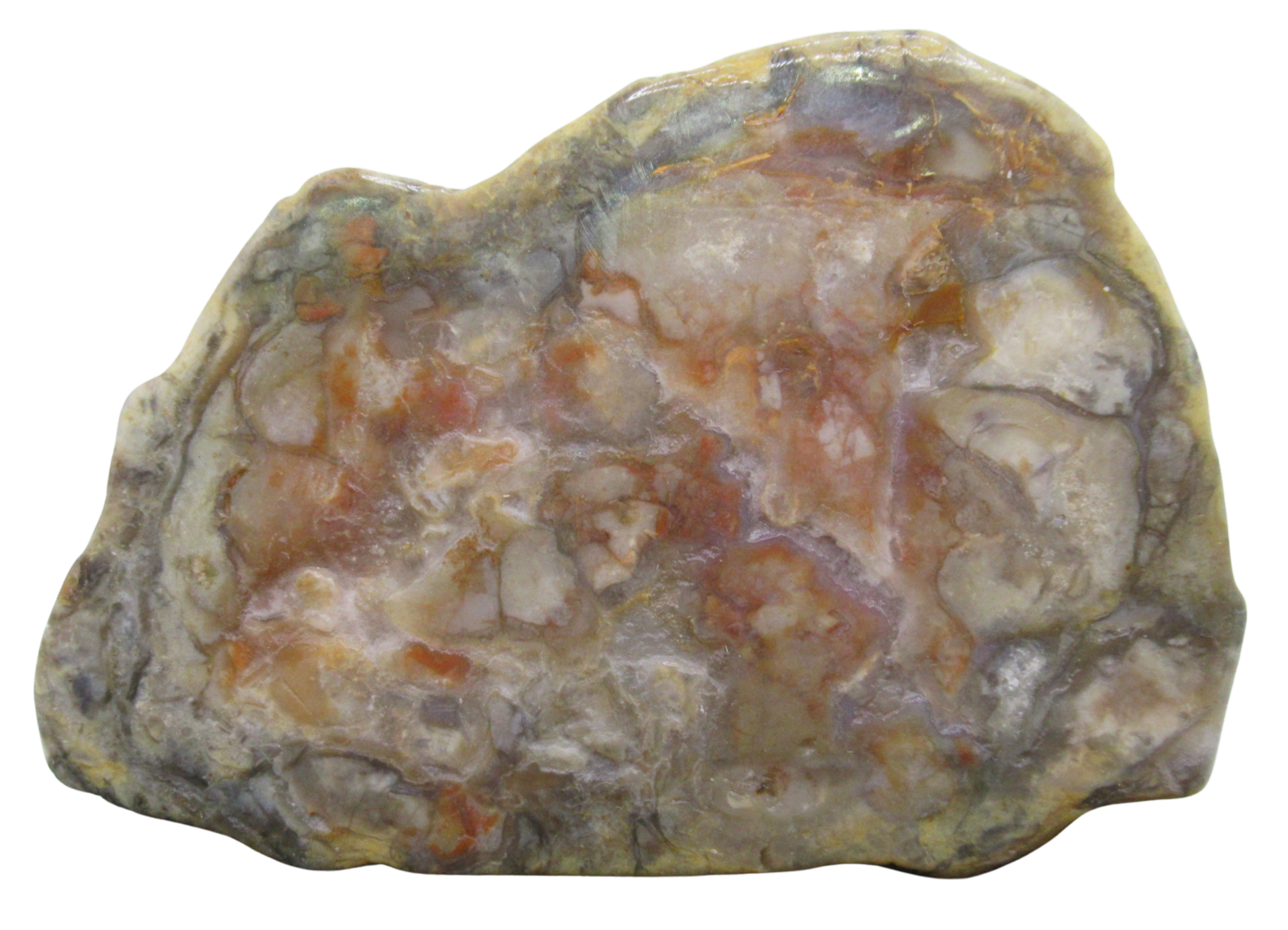 Jurassic Dinosaur Coprolite For Sale Genuine Fossil Dino Poop 121a | Fossils for Sale Jurassic Dinosaur Coprolite For Sale Genuine Fossil Dino Poop 121a