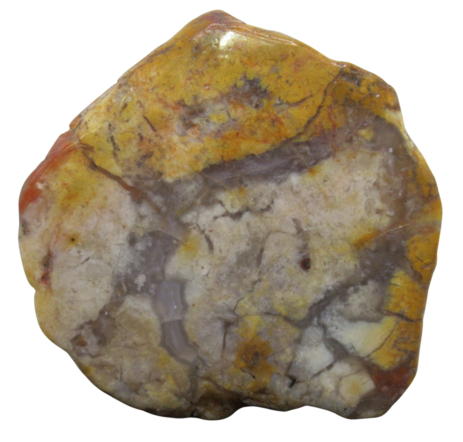 Jurassic Dinosaur Coprolite For Sale Genuine Fossil Dino Poop 122 | Fossils for Sale Jurassic Dinosaur Coprolite For Sale Genuine Fossil Dino Poop 122