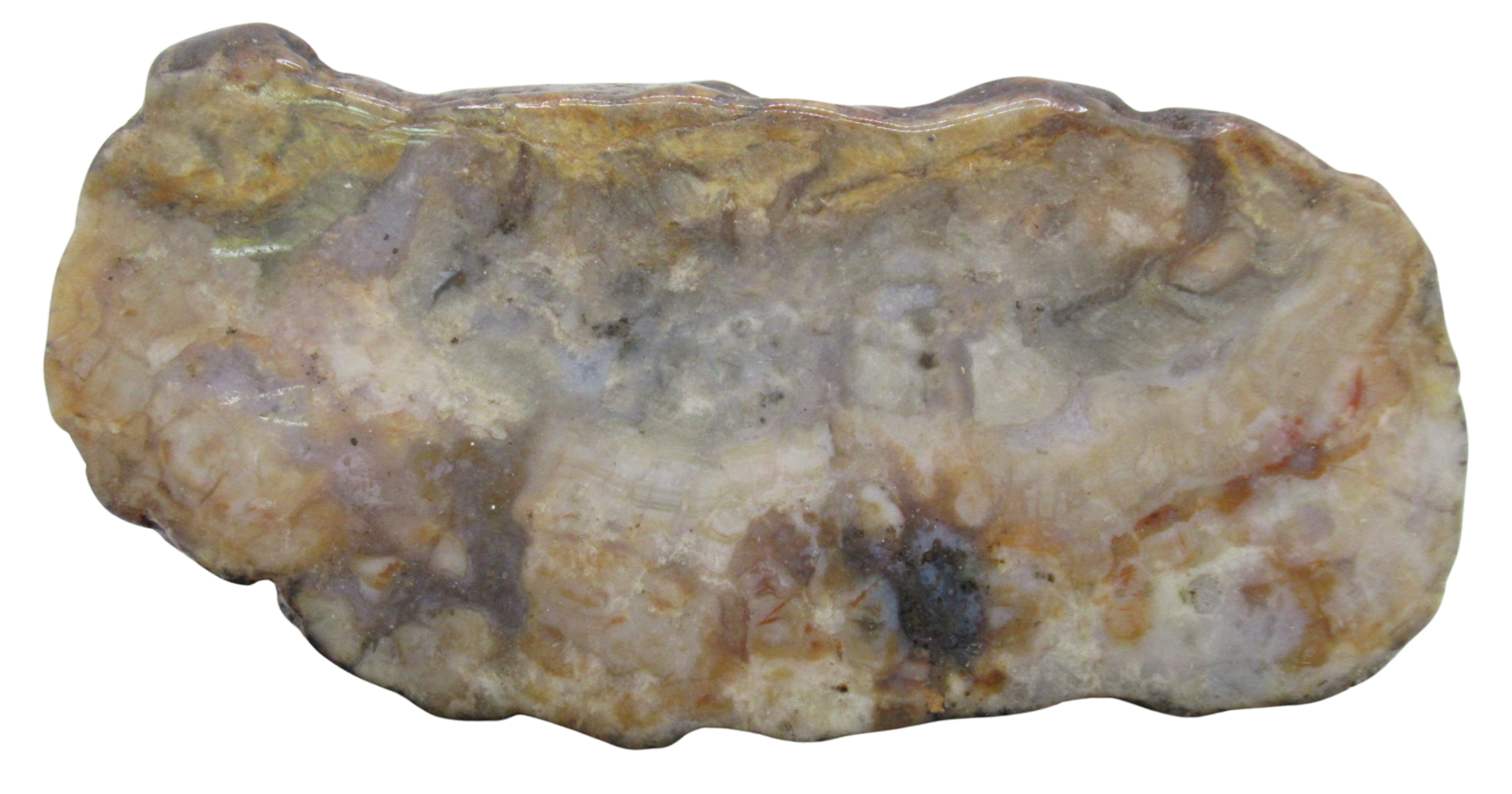 Jurassic Dinosaur Coprolite For Sale Genuine Fossil Dino Poop 123 | Fossils for Sale Jurassic Dinosaur Coprolite For Sale Genuine Fossil Dino Poop 123