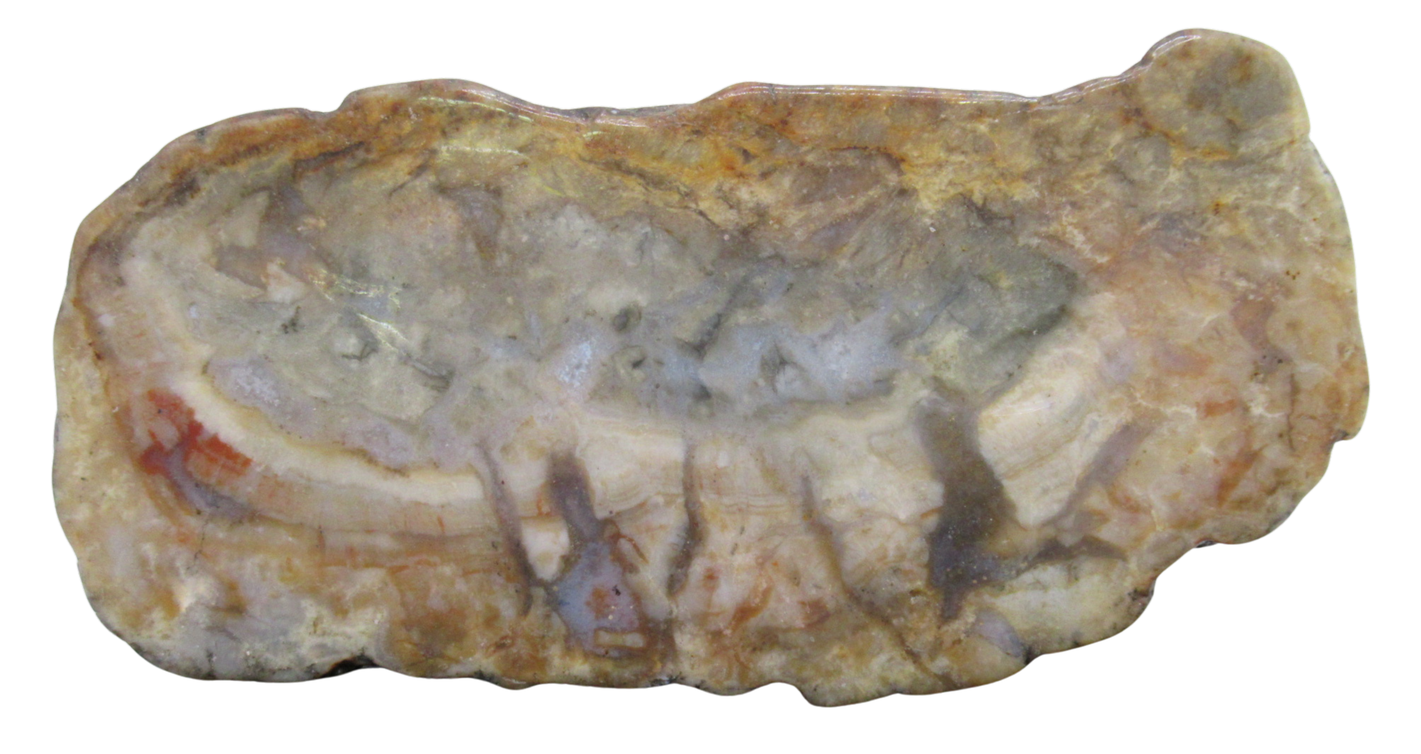Jurassic Dinosaur Coprolite For Sale Genuine Fossil Dino Poop 123a | Fossils for Sale Jurassic Dinosaur Coprolite For Sale Genuine Fossil Dino Poop 123a