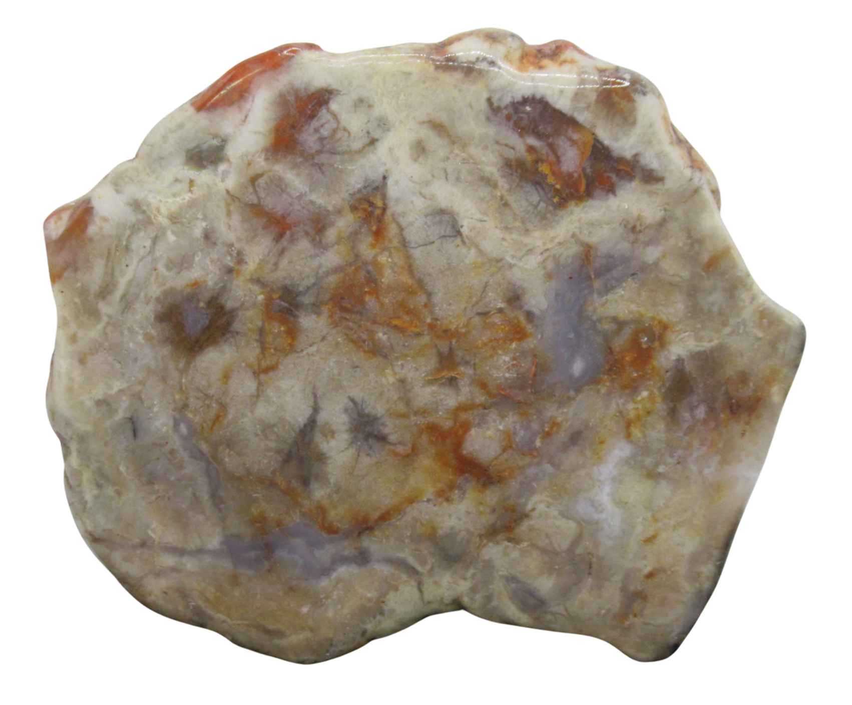 Jurassic Dinosaur Coprolite For Sale Genuine Fossil Dino Poop 124 | Fossils for Sale Jurassic Dinosaur Coprolite For Sale Genuine Fossil Dino Poop 124
