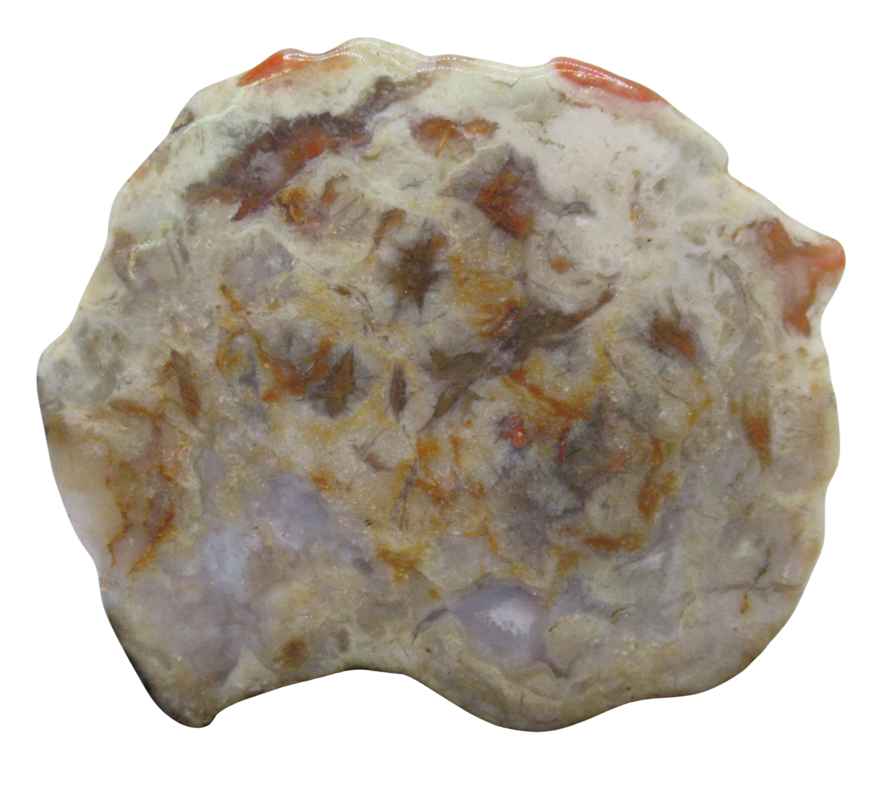 Jurassic Dinosaur Coprolite For Sale Genuine Fossil Dino Poop 124a | Fossils for Sale Jurassic Dinosaur Coprolite For Sale Genuine Fossil Dino Poop 124a