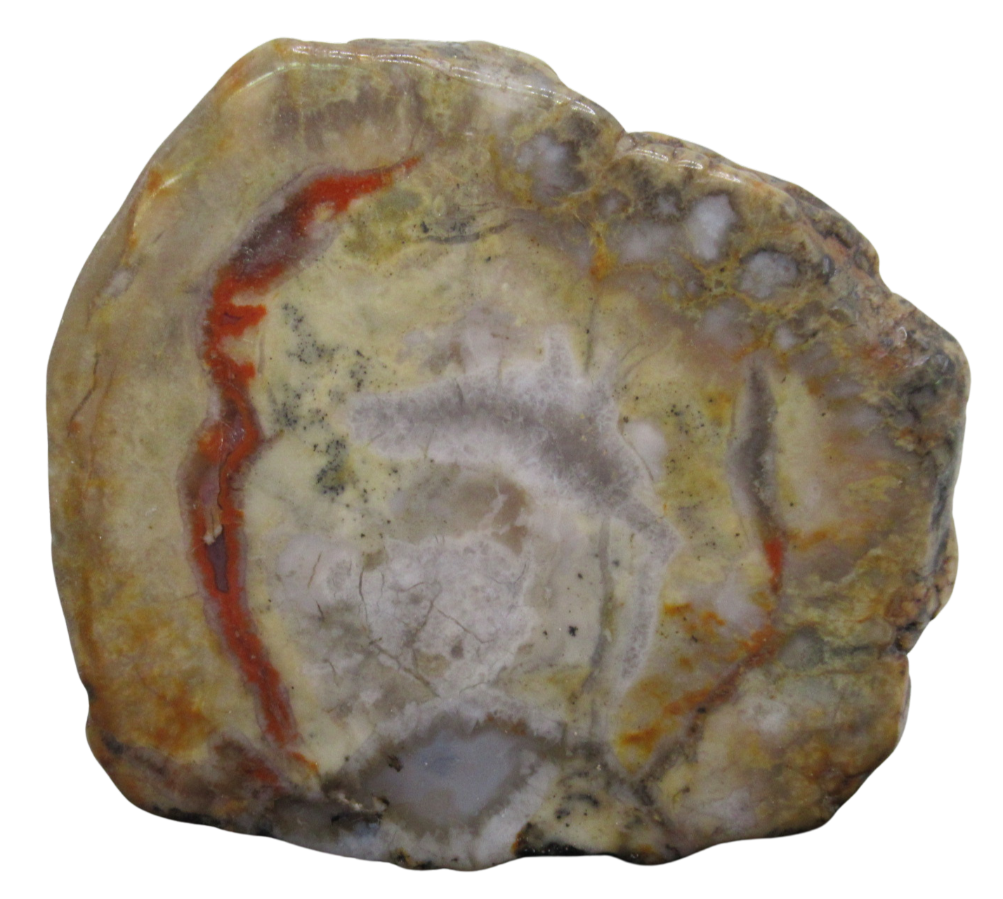 Jurassic Dinosaur Coprolite For Sale Genuine Fossil Dino Poop 125 | Fossils for Sale Jurassic Dinosaur Coprolite For Sale Genuine Fossil Dino Poop 125