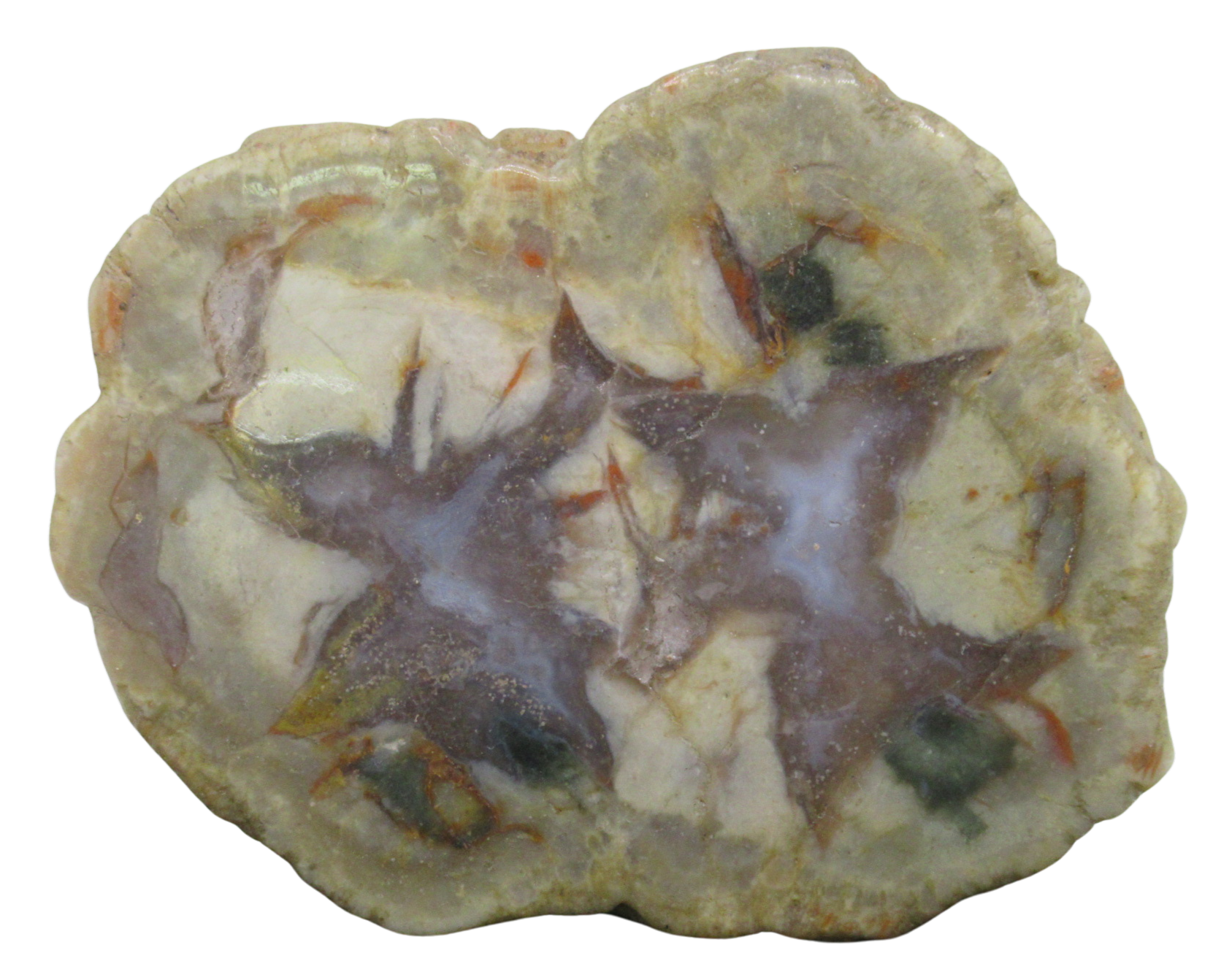 Jurassic Dinosaur Coprolite For Sale Genuine Fossil Dino Poop 126a | Fossils for Sale Jurassic Dinosaur Coprolite For Sale Genuine Fossil Dino Poop 126a
